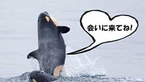 シャチがいる 見れる 水族館は日本で2か所 人間を襲う可能性は Life Is Beautiful