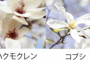 モクレン ハクモクレン マグノリアの違いと花言葉 英語では Life Is Beautiful