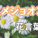 ハルジオン 春紫苑 花言葉の意味 歌詞や あの花 の追想の愛とは Life Is Beautiful