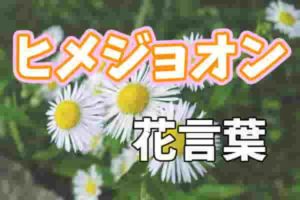 ハルジオン 春紫苑 花言葉の意味 歌詞や あの花 の追想の愛とは Life Is Beautiful