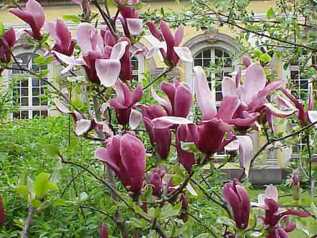 Magnolia_liliiflora