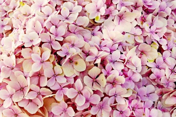 紫陽花 あじさい の花言葉が怖い 白紫ピンクの色別や英語の意味も Life Is Beautiful