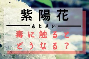 紫陽花 あじさい の花言葉が怖い 白紫ピンクの色別や英語の意味も Life Is Beautiful