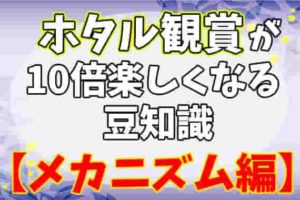 蛍 ホタル が光るのはオスメスどっち 求愛以外の意味や違いと見分け方も Life Is Beautiful