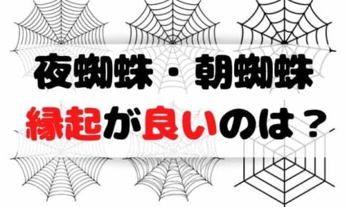 家に出る蜘蛛の種類は 足が長い 大きい小さい益虫は何食べる Life Is Beautiful