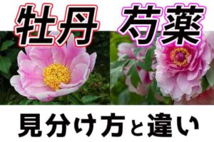 ハルジオン 春紫苑 花言葉の意味 歌詞や あの花 の追想の愛とは Life Is Beautiful