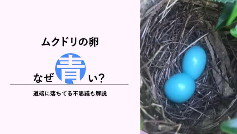 ムクドリ 椋鳥 の卵はなぜ青い 割れた卵が道に放置されてる理由も Life Is Beautiful