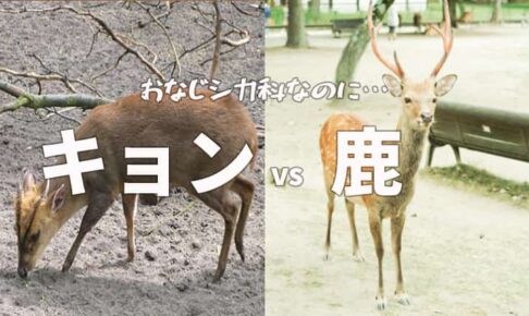 キョン(羌)　鹿(ニホンジカ)