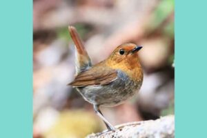 フラミンゴが片足一本で立つ理由は寝る時だけ 色が変わる理由も Life Is Beautiful