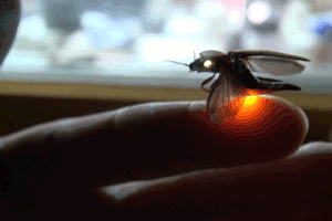 Bioluminescent click beetle (Pyrophorini) glowing in two colors when flying off